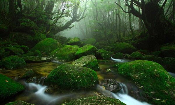 8 najstarijih šuma na svetu