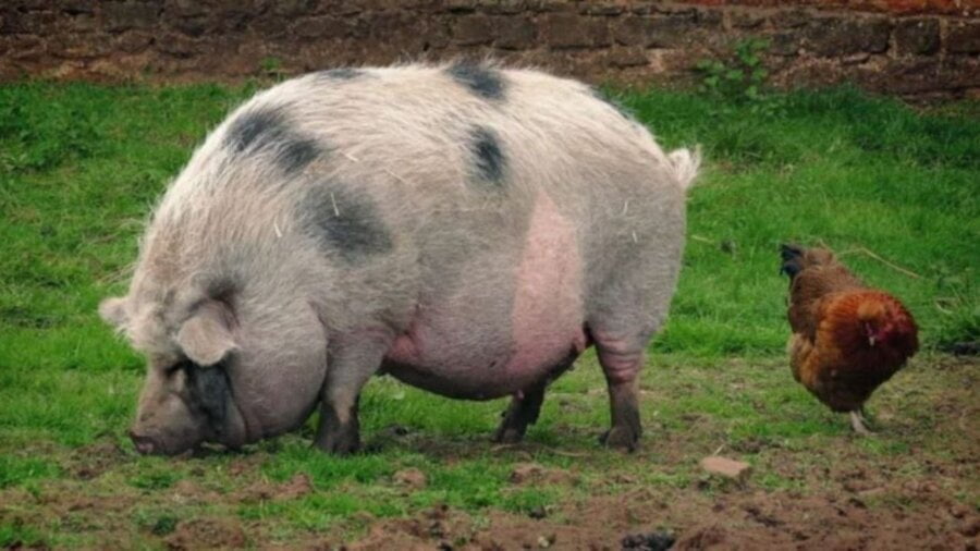 Crna Trava: Pomahnitale svinje napadaju i ljude