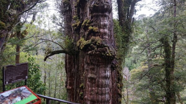 Najstarije drvo