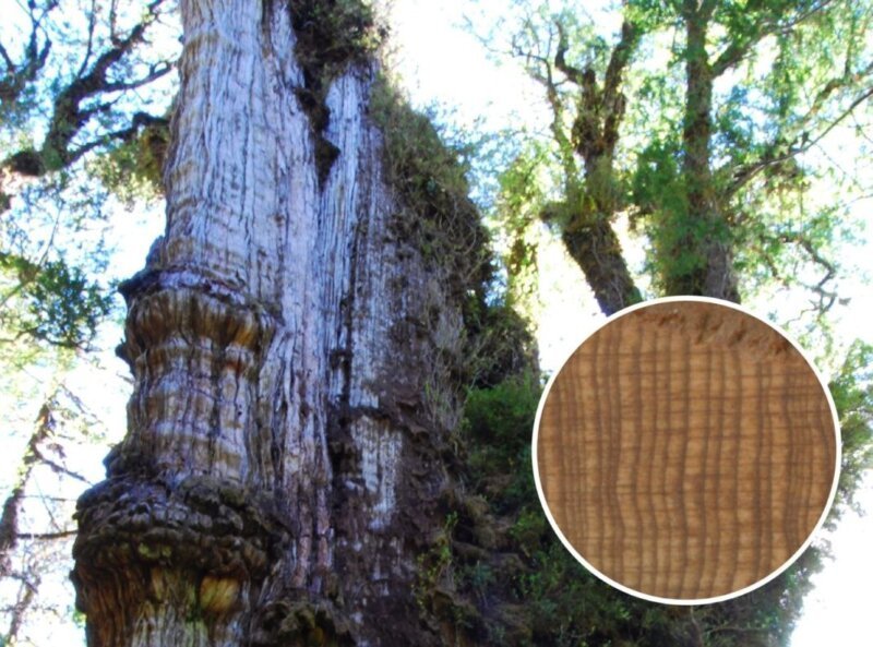 Najstarije drvo na svetu možda je pronađeno u Čileu i ono umire