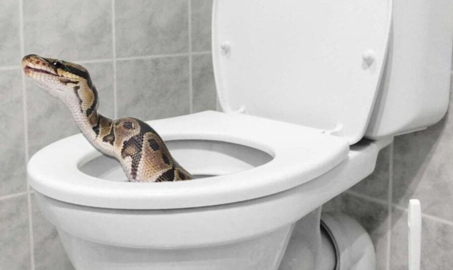 Dok je sedeo na toaletu i uživao u igrici - Zmija ga je ujela!