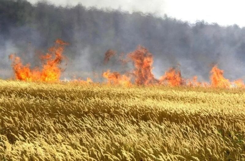 U ataru Kikinde izgorelo 24 hektara pšenice