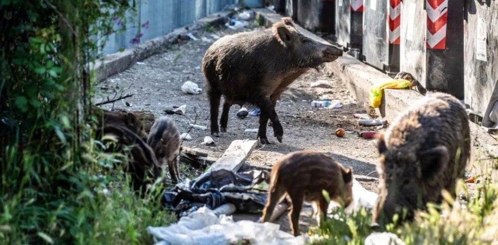 Rim će spasiti vukovi od pomahnitalih svinja koje divljaju gradom 