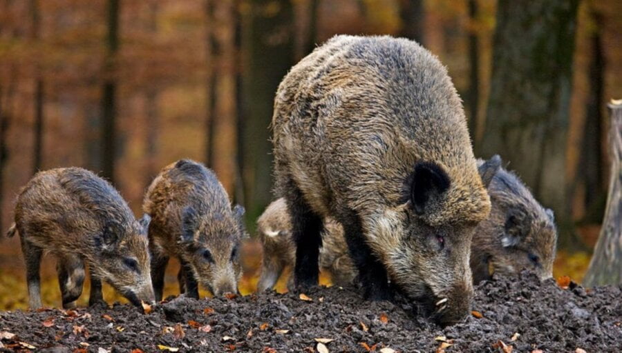 Divlje svinje u Srbiji pustoše kromir i maline