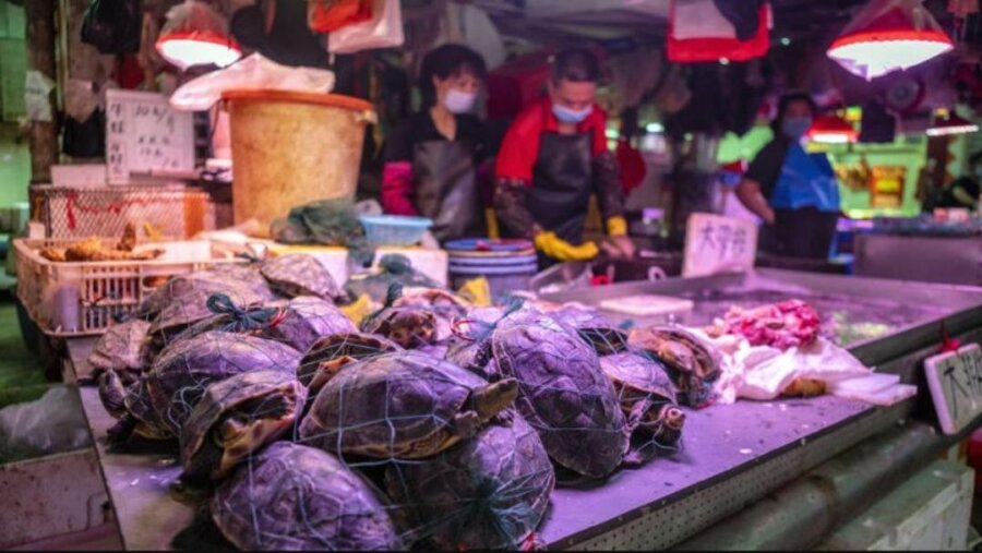 Posle učenika kolera u Vuhanu pronađena kod kornjača na pijaci