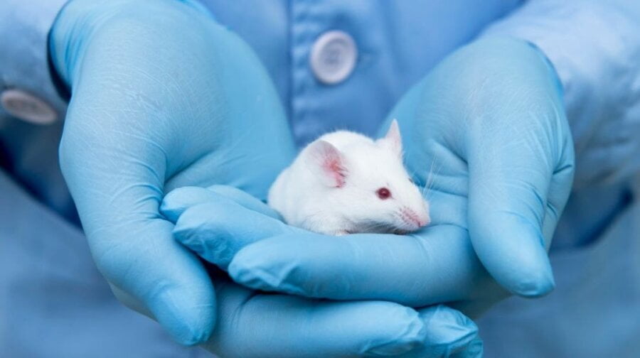Naučnici su mladim miševima dali krv starih miševa