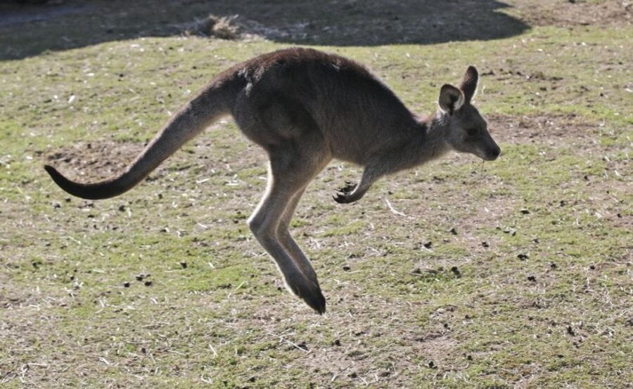 australija-kengur-ubio-coveka-drzao-divlju-zivotinju
