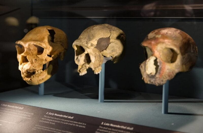 seks-a-ne-rat-moguci-uzrok-nestanka-neandertalaca