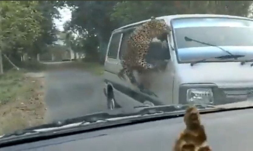 Pobesneli leopard povredio 15 ljudi u Indiji