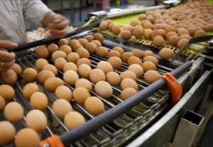 novi-zeland-najveca-farma-jaja-nestala-u-plamenu