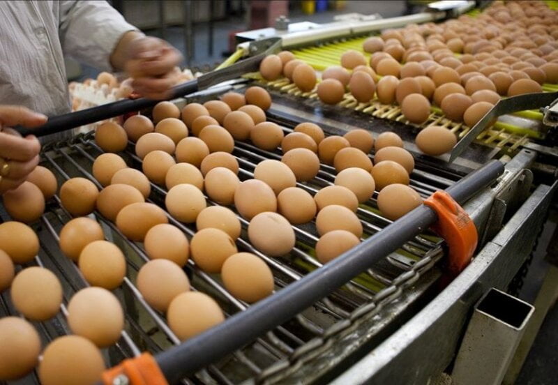 novi-zeland-najveca-farma-jaja-nestala-u-plamenu