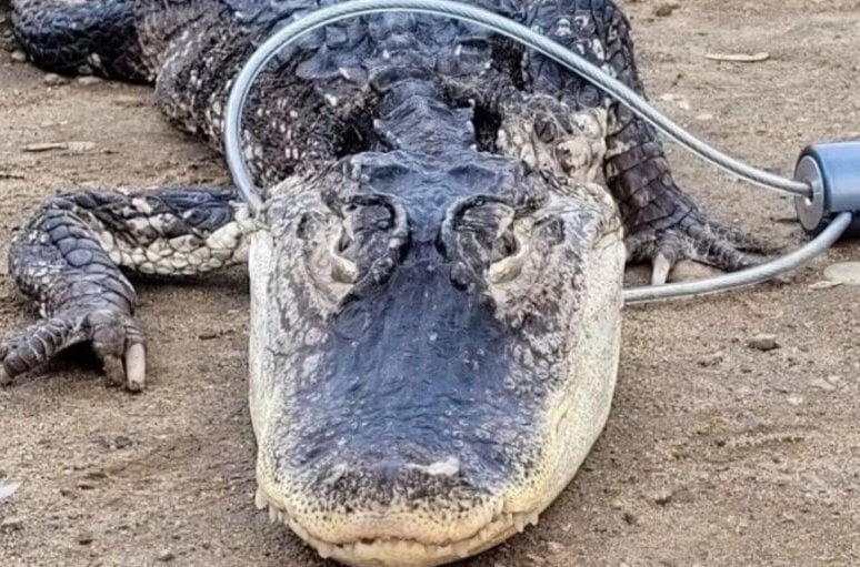 godzila-lutao-njujorkom-aligator-uhvacen-u-bruklinskom-parku