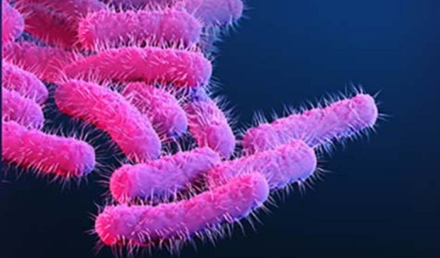 sta-treba-znati-o-sigeli-bakteriji-otpornoj-na-antibiotike
