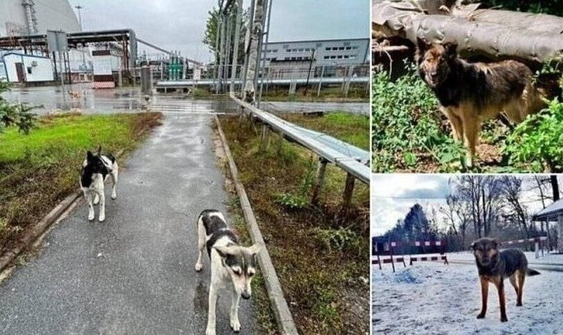 nakon-cernobiljske-katastrofe-divlji-psi-evoluirali