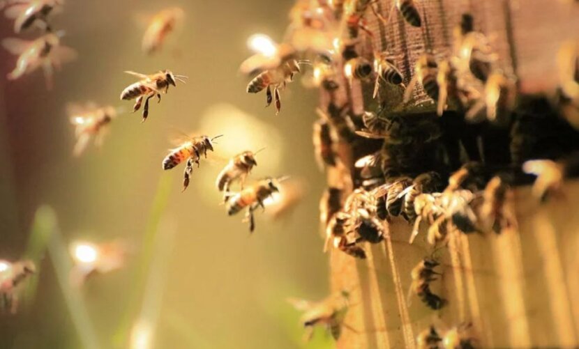 Veliki istorijski gubitak pčelinjih društava
