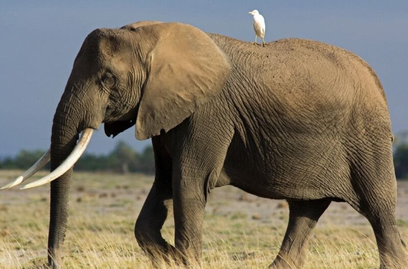 Misteriozna smrt više od 350 slonova