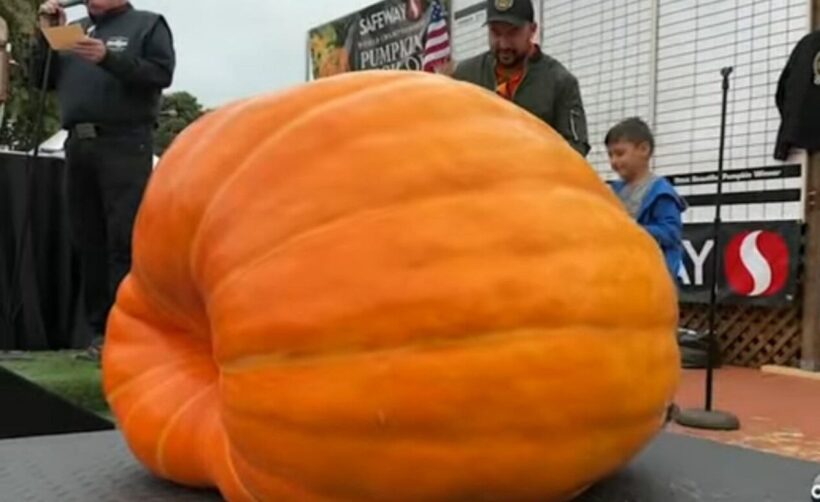 Učitelj hortikulture uzgojio grdosiju tešku 1.121 kilogram